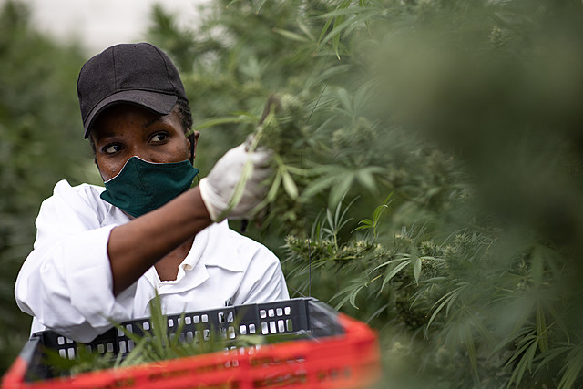 New York State Farmers Can Now Apply To Grow Marijuana
