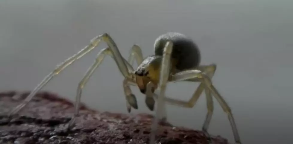 Be Careful of These Poisonous Spiders in Western New York