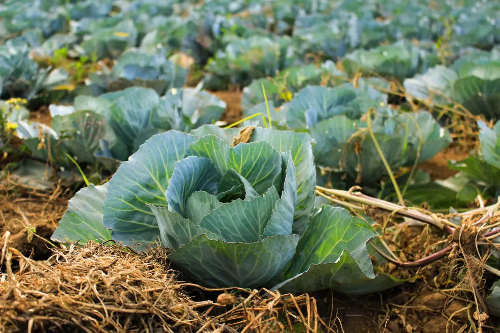 Western New York Food Co-op Still Working to Combat Hunger