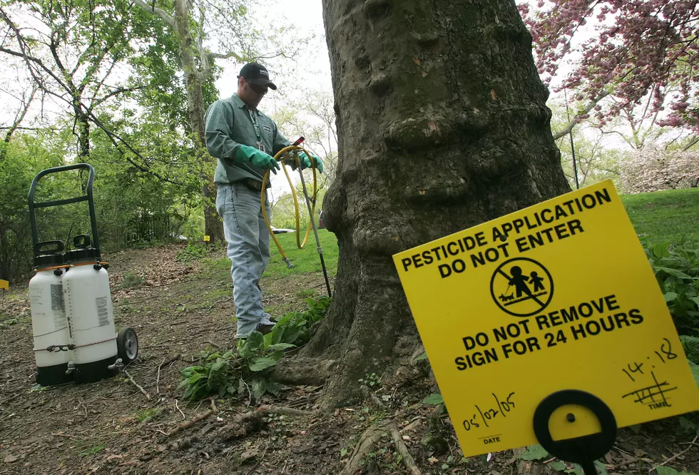 Watch Out For These 5 Dangerous Invasive Pests In New York State