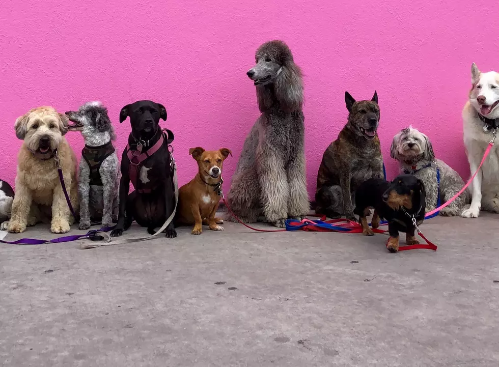 Potential Threat To Dogs And Cats In New York State