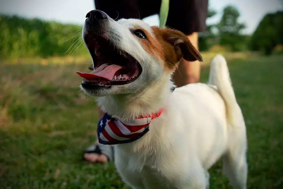 Is It Illegal To Leave Your Dog Outside On A Hot Day In New York State?