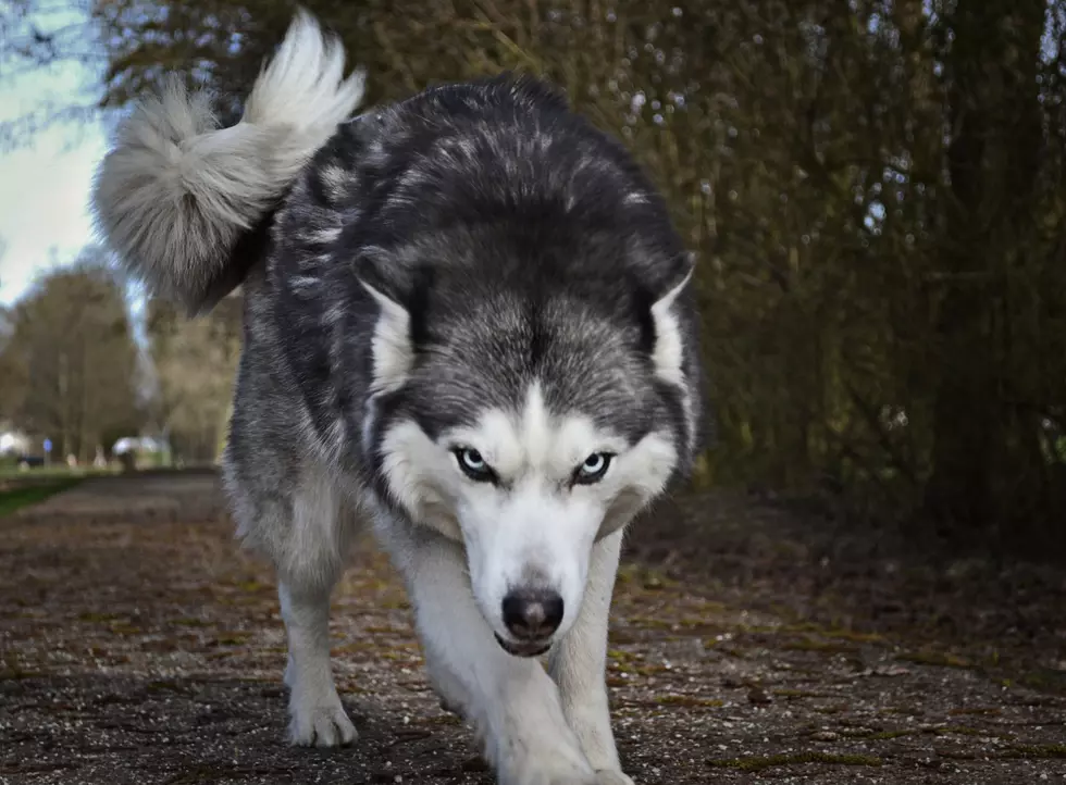 What Dogs Are Legally Considered Dangerous In New York State?