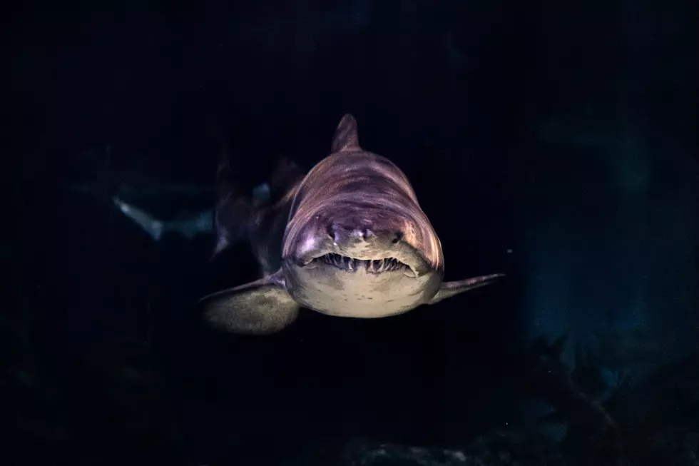 4 People Attacked By Sharks At Popular New York Beaches, 50 Sharks Spotted