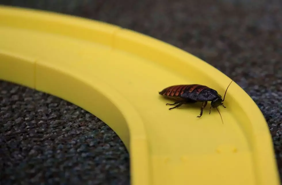 New York’s Roach Problem Is Just As Bad As It’s Rat Problem