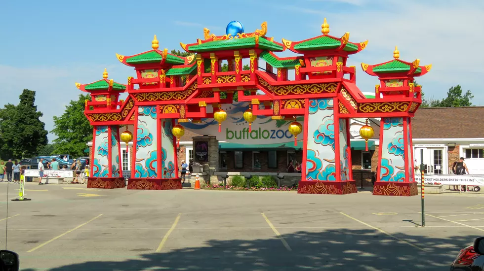 Zoomagination Is Back In Buffalo, New York