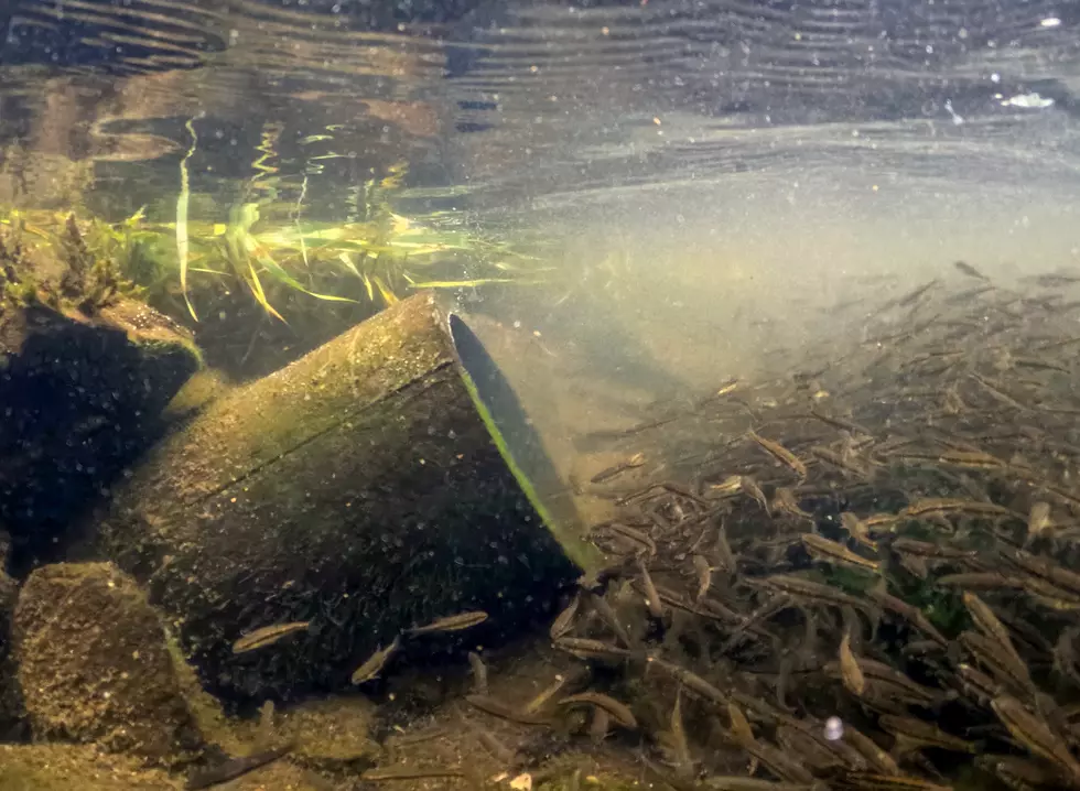New York Sues Its Second Largest City Over Sewage Spills