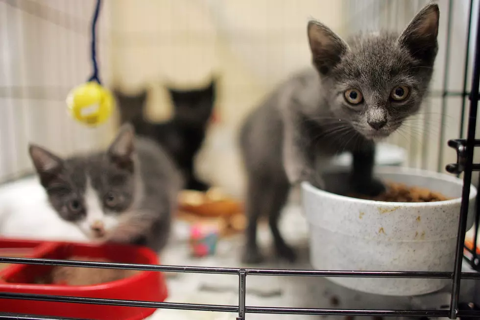 Don’t Miss The Chance For Affordable Cat Health Care