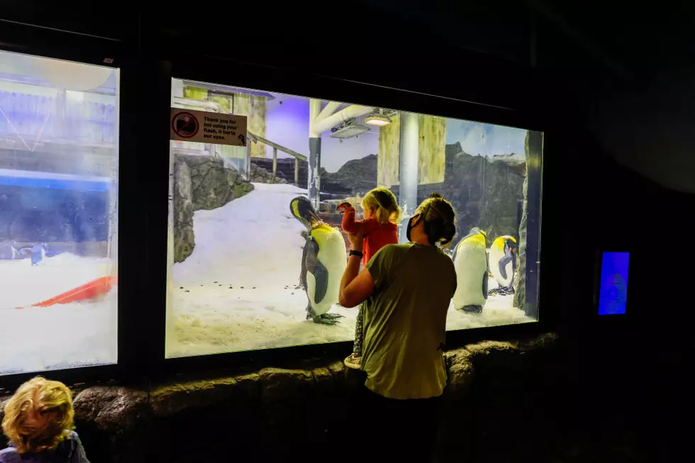 Aquarium of Niagara Announcing Inexpensive Tickets for This Weekend