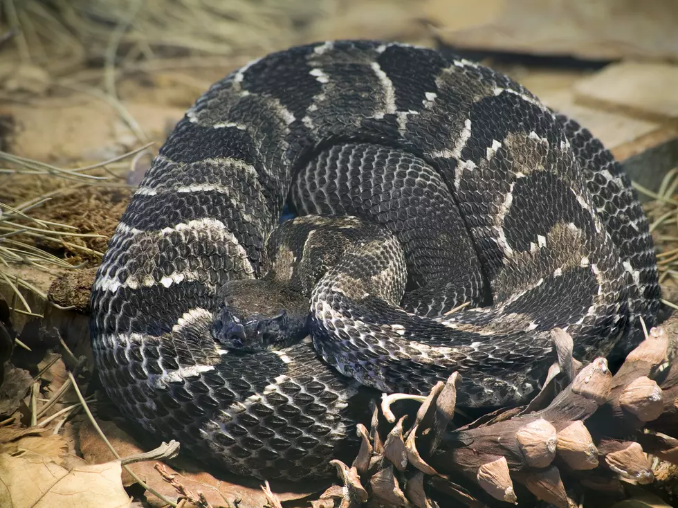 7 Banned Snakes Illegal In New York State